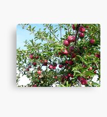 Lienzo Harvest time
