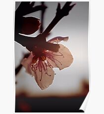 Blossoming light Poster