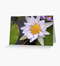 Waterlily Greeting Card
