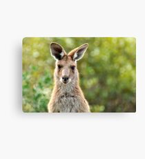 Wild Thing - Australian Kangaroo Canvas Print