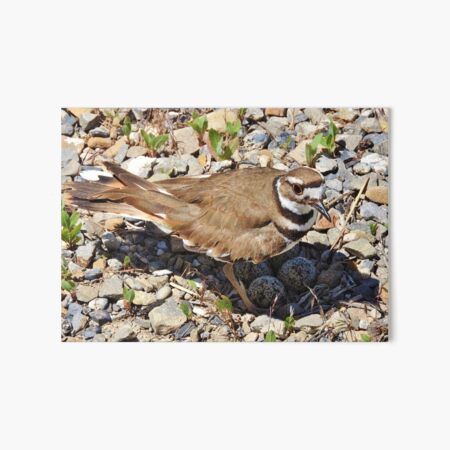 Killdeer Moma Art Board Print