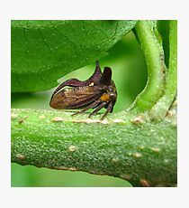 Three-Horned Treehopper Photographic Print