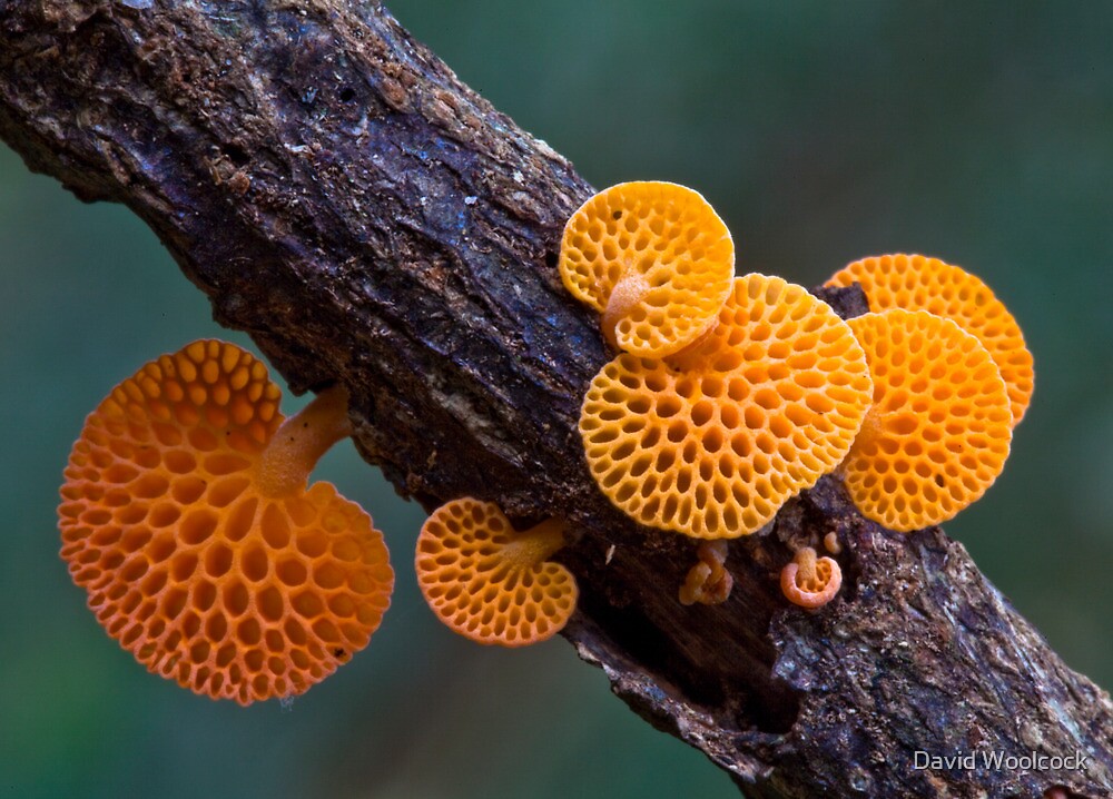 rainforest-fungi-lamington-np-australia-by-david-woolcock-redbubble