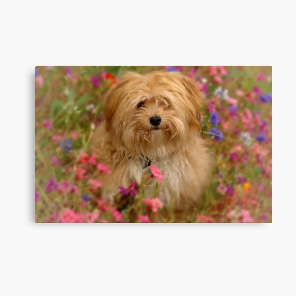 Crazy for You Canvas Print