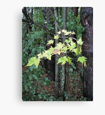 Chartreuse Canvas Print