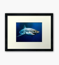 Great White Shark Framed Print