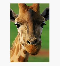 Giraffe Photographic Print