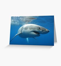Great White Shark Greeting Card