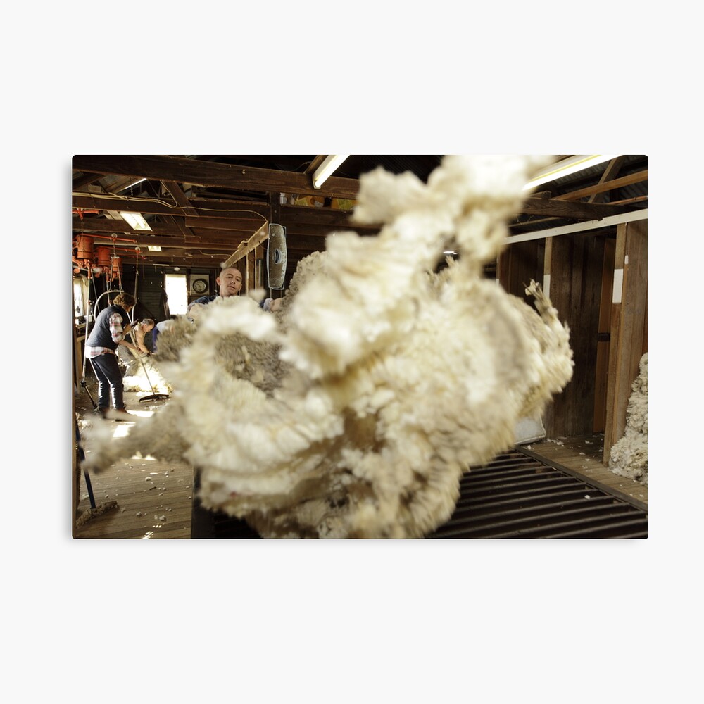 Roustabout at work, Tooborac, Victoria, Australia Canvas Print