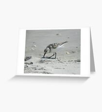 Least Sandpiper Grußkarte
