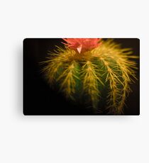 Cactus Macro Canvas Print