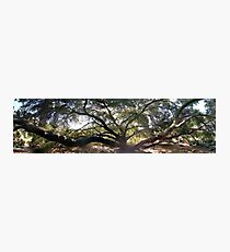 Aged tree Photographic Print