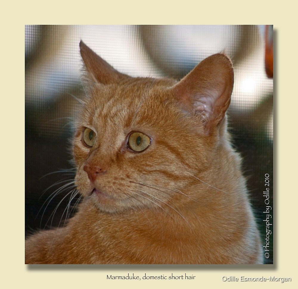 "Marmaduke the Marmalade Cat " by Odille Redbubble