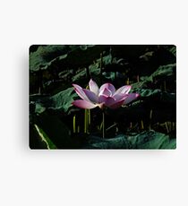 Lotus Canvas Print