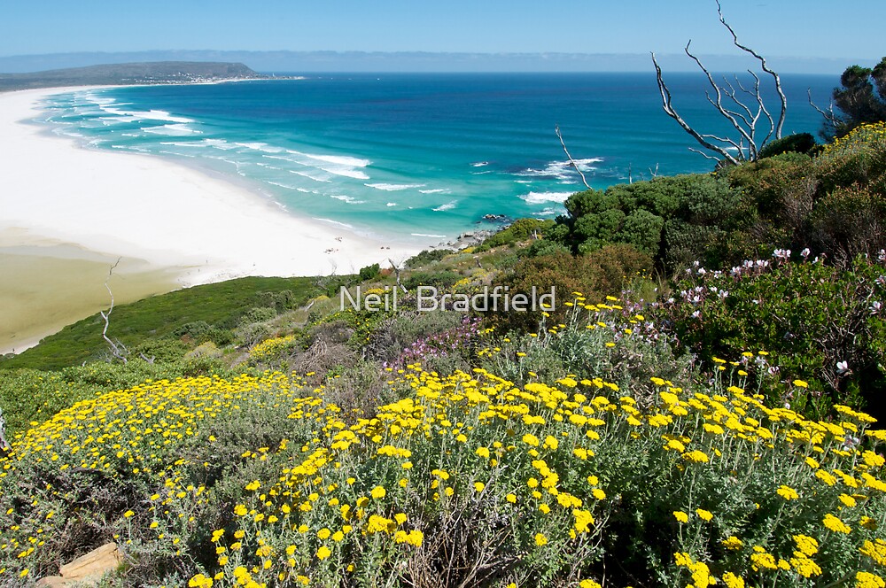 Fynbos - Botany - Cape Floral Kingdom - World Heritage Site - Percy Tours