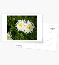 Dahlia Twins Postcards