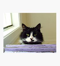 Cheshire Cat Photographic Print