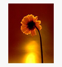 DaisySunrise Photographic Print
