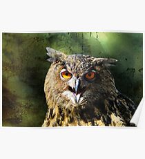Manipulated Owl Poster