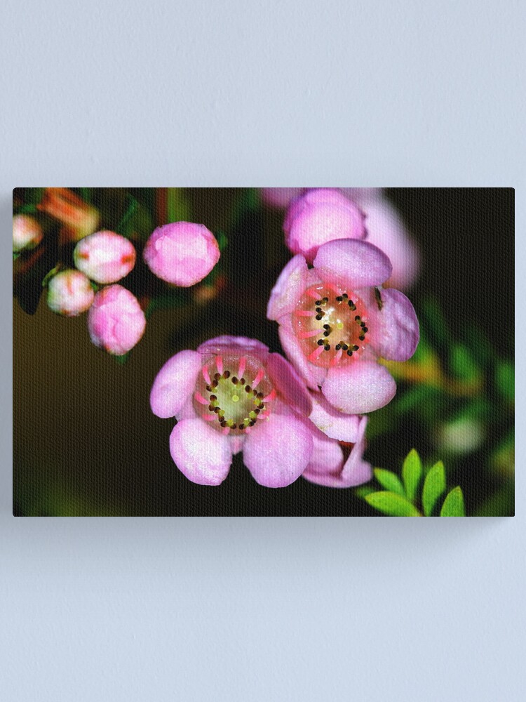 Alternate view of Thryptomene hyporhytis Canvas Print