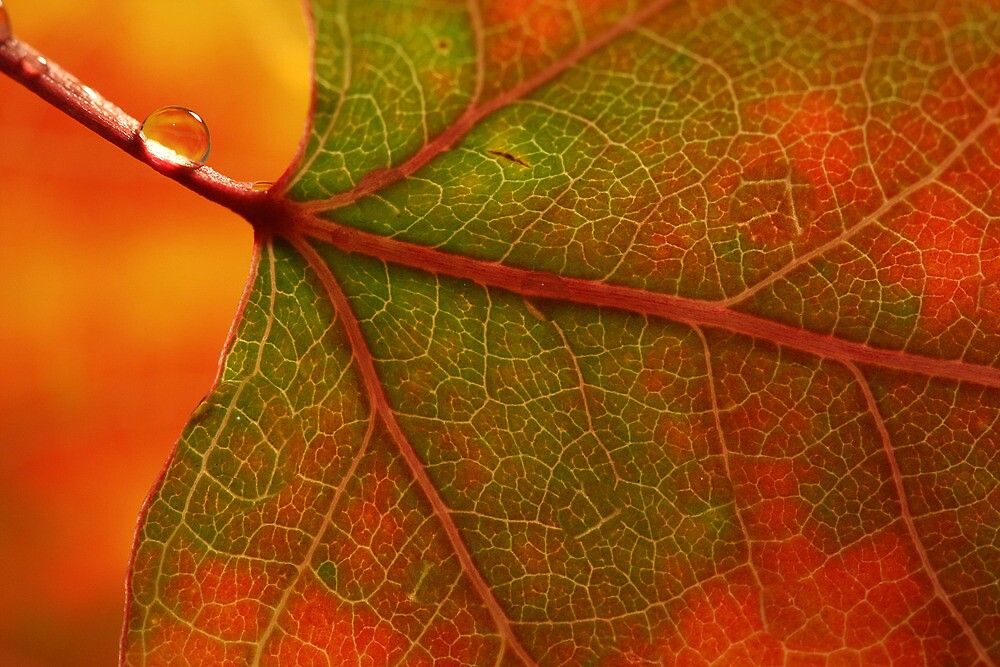 "Aspen Leaf Abstract" by Steve Taylor Redbubble