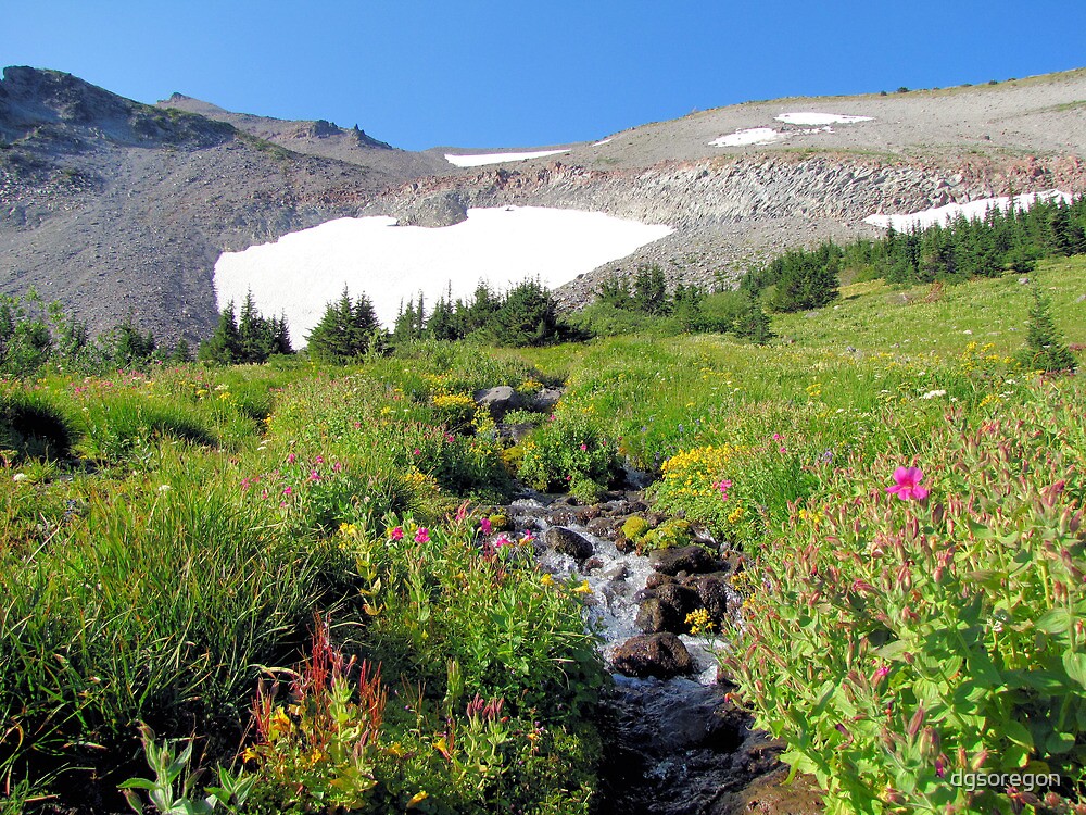 "Elk Cove Meadows On Mt Hood Oregon " by Donald Siebel Redbubble