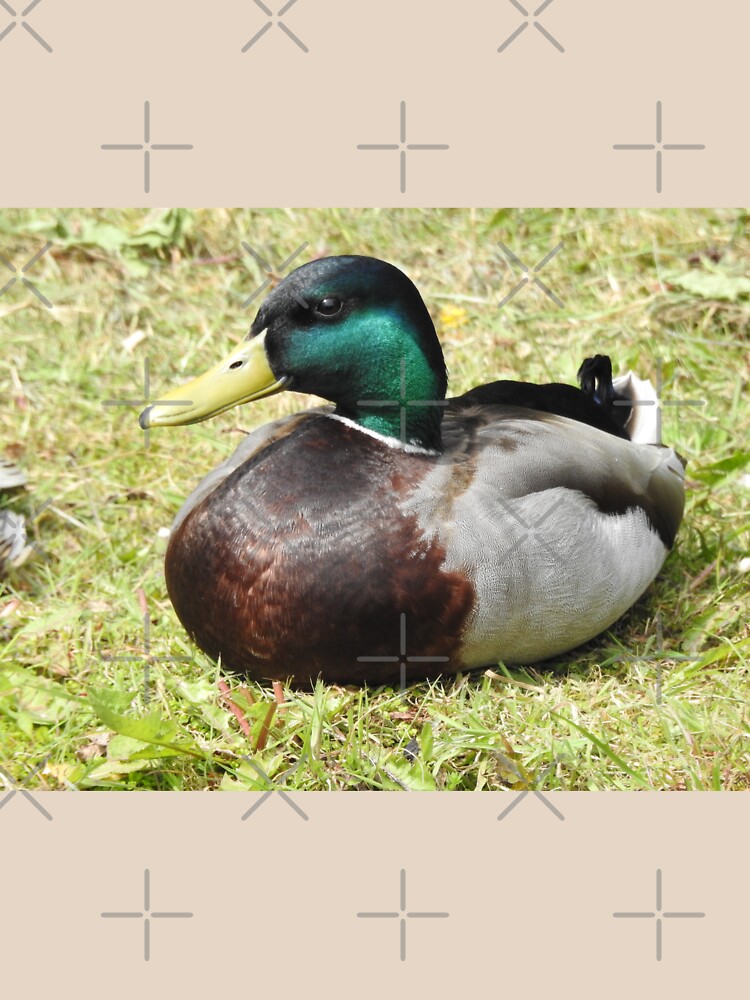 Mallard Duck by tribbledesign