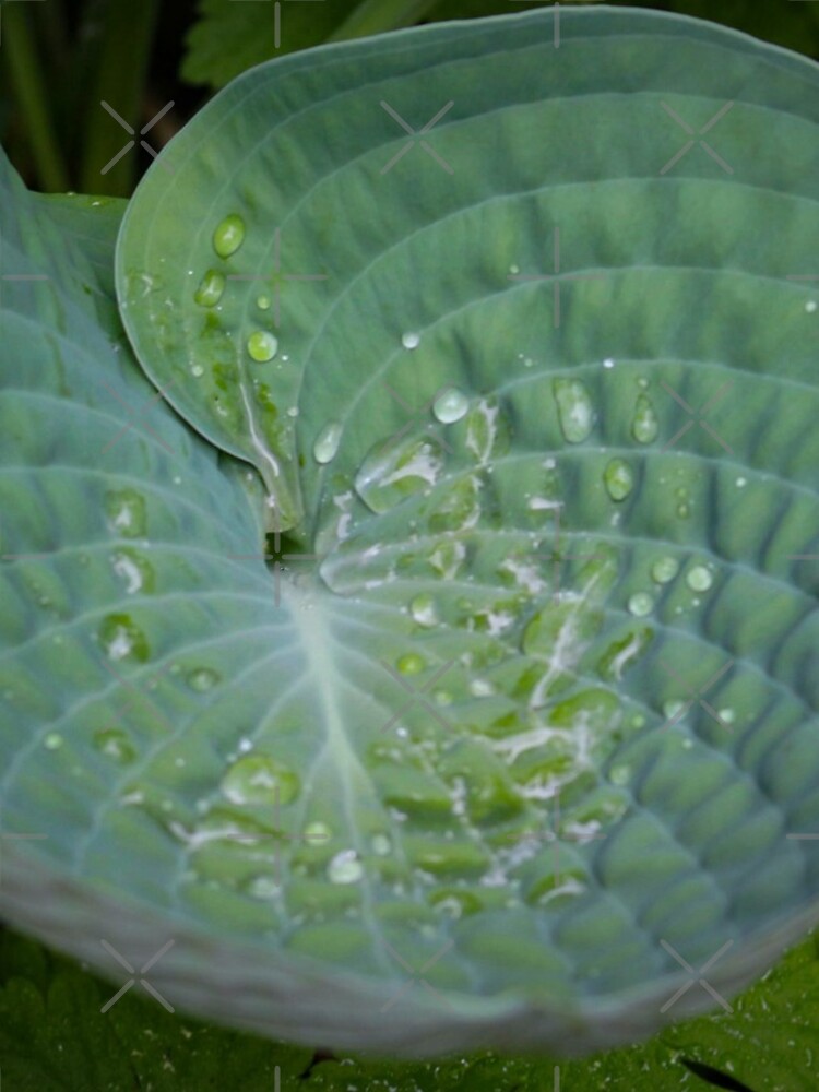 Hosta bowl by debfaraday