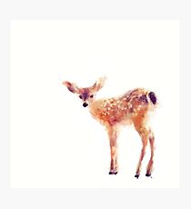 Fawn Photographic Print
