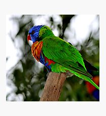 Bird Photographic Print