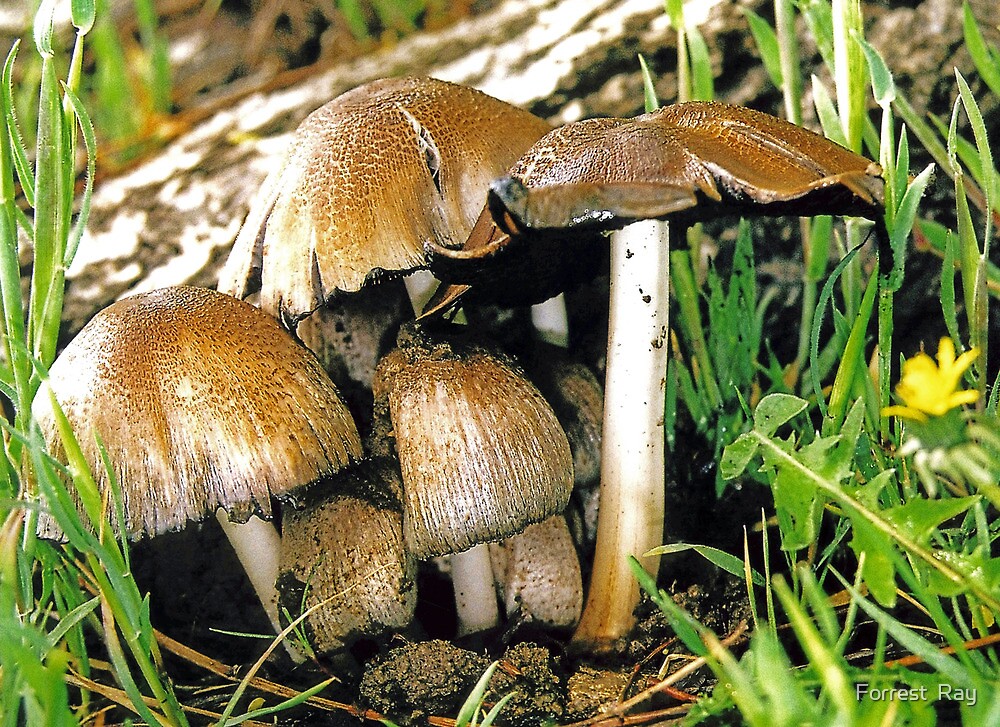 «Wild Mushrooms Idaho» de Forrest Ray Redbubble