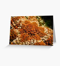super macro Greeting Card