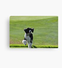 brady Canvas Print