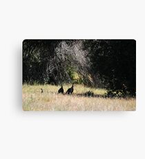 TURKEYS IN THE SHADE Canvas Print