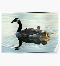 Mother Goose and Goslings Poster