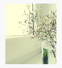 Purity Photographic Print