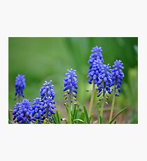 Little Blues Photographic Print