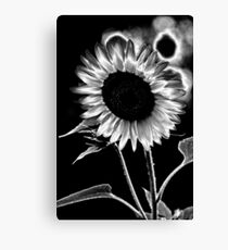Sunflower solarization Canvas Print