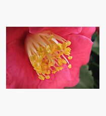 Raw Honey Photographic Print