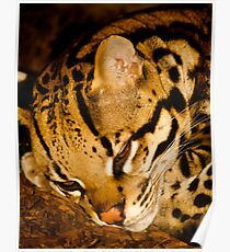 Ocelot! Poster