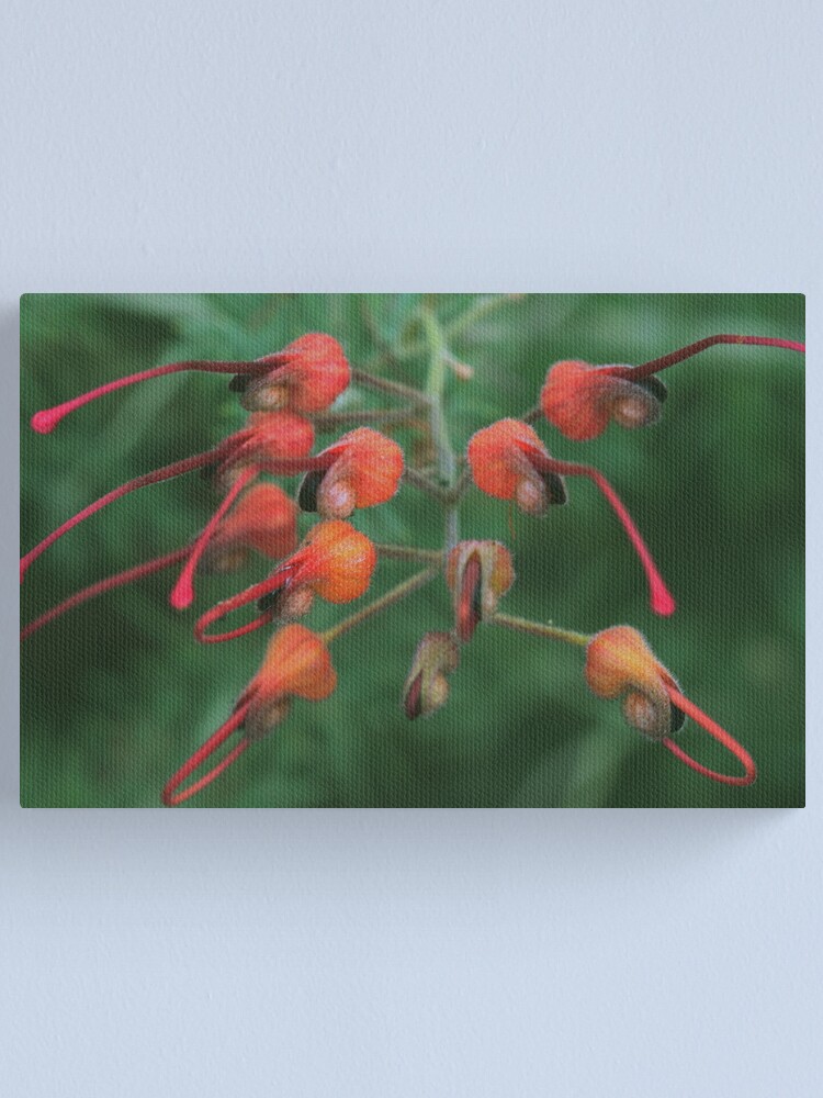 Alternate view of Grevillea batrachioides Canvas Print
