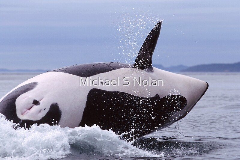 "Female Killer Whale in Boundry Pass" by Michael S Nolan