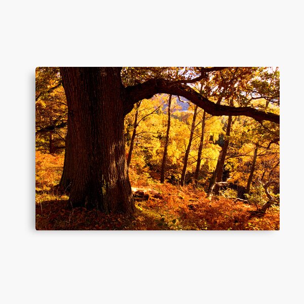 Autumn colours near Ullswater - The Lake District Canvas Print