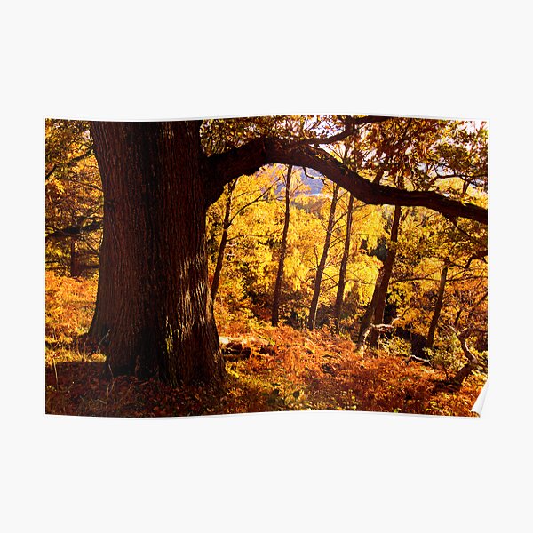Autumn colours near Ullswater - The Lake District Poster