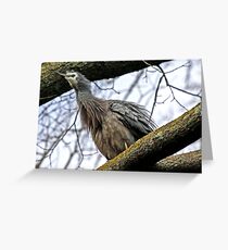 "Blue Heron ..." Greeting Card