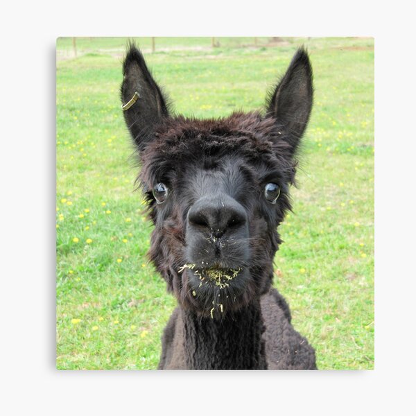 Alpaca Canvas Print
