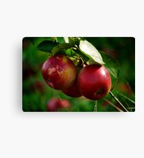 Lienzo bunch of apples