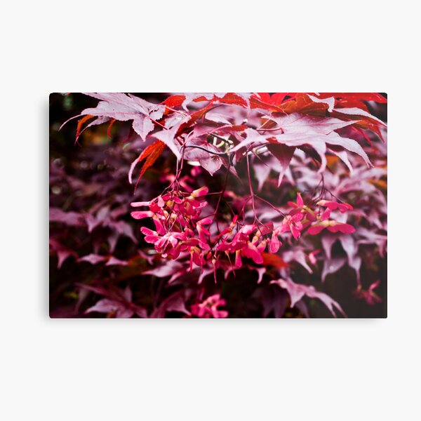 Japanese Maple with fuschia samaras Metal Print