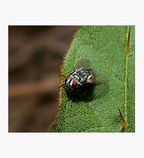 Spike Photographic Print