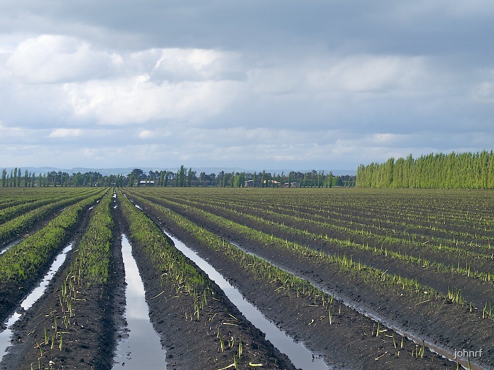 "Asparagus Farm, Cardinia, Victoria." by johnrf Redbubble